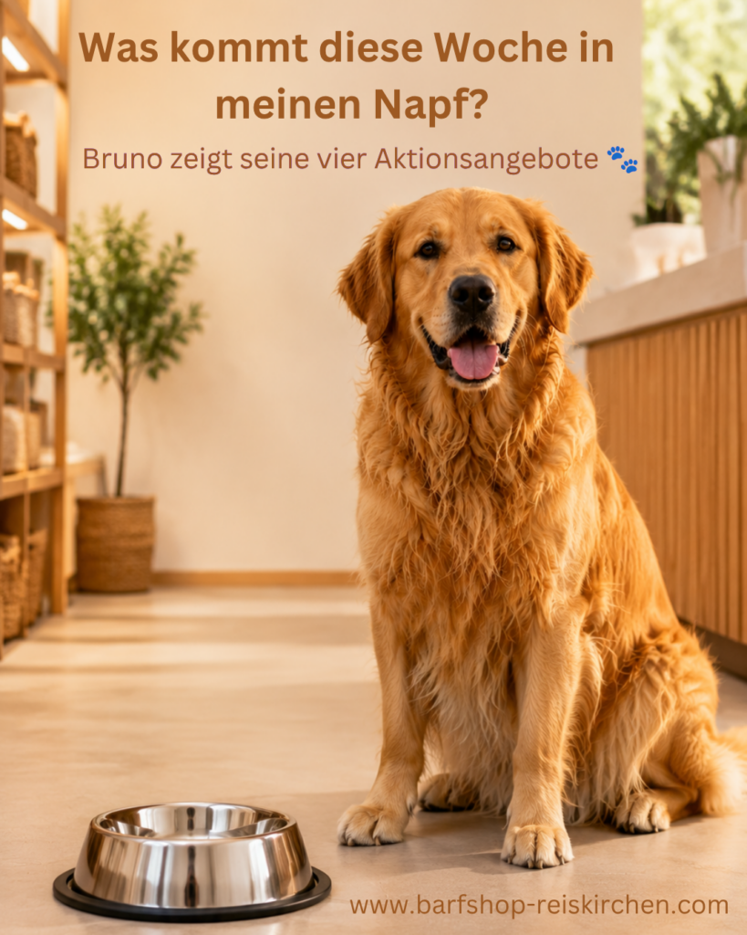 bruno in Aktion